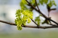 Norway maple Acer platanoides in blossom