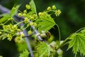 Norway maple Acer platanoides in blossom