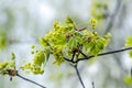 Norway maple Acer platanoides in blossom