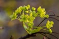 Norway Maple Acer platanoides in blossom