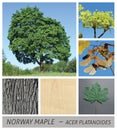 Norway Maple, maple, acer, platanoides, fruits, bark, tree