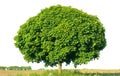 Norway maple(Acer platanoides)