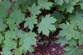 Norway Maple 814324