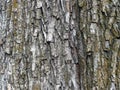 Norway maple, tree trunk bark, closeup Royalty Free Stock Photo