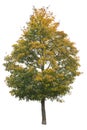 Norway Marple tree in autumn with green and yellow leaves, cutout isolated on white background Royalty Free Stock Photo