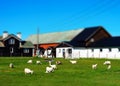 Norway micro toy farm with sheep landscape background Royalty Free Stock Photo