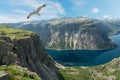 Norway, mountain lake landscape, flying sesgull Royalty Free Stock Photo