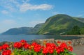 Norway - mountain sea view. Norwegian fjords with red flowers