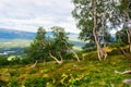 Norway mountain undersized trees landscape background Royalty Free Stock Photo