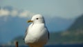 Norway, Mre og Romsdal County, seagull
