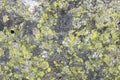 Norway nature - map lichen
