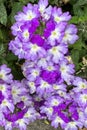 Beautiful verbena hybrida flower blooming in Oslo, Norway