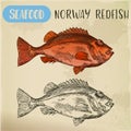 Norway redfish sketch for shop signboard