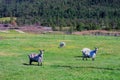Norway sheep on farm background Royalty Free Stock Photo