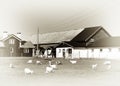 Norway sheep farm vintage background Royalty Free Stock Photo
