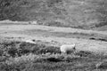 Norway sheep in mountains background Royalty Free Stock Photo