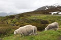 Norway sheep pasture Royalty Free Stock Photo