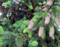 Norway spruce brown mature and open and female pink cones with sticky sap drops on tree branches Royalty Free Stock Photo