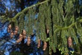 Norway spruce cones