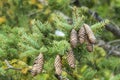 Norway spruce cones, Picea Abies Royalty Free Stock Photo