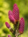 Norway Spruce cones Royalty Free Stock Photo