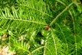 Norway Spruce Needles