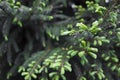 Norway spruce Picea abies branches with young shoots during spring . Natural background , soft focus Royalty Free Stock Photo