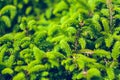 Norway spruce - Picea abies or European spruce new needles. Natural background texture. Selective focus blur Royalty Free Stock Photo