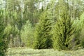 Norway spruce, Picea abies