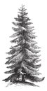 Norway Spruce or Picea abies vintage engraving