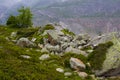 Norway spruce and rhododendron on rocky area