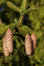 Norway Spruce Seed Cones 704632