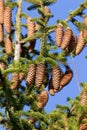 Norway Spruce Seed Cones 704631