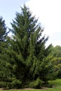 Norway Spruce Tree 822993