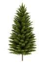 Norway spruce tree isolated on white Royalty Free Stock Photo