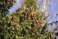 Norway Spruce Tree With Lots of Cones Royalty Free Stock Photo