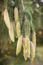 Norway spruce tree pinecones.