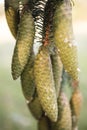 Norway spruce tree pinecones.