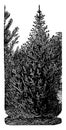 Norway Spruce vintage illustration