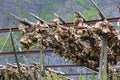 Norway stockfish drying Royalty Free Stock Photo