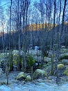 Forrest in Norway west coast. So mindfull and make it mindfullness