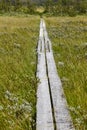 Norway. Wooden pathway in Dovrefjell-Sunndalsfjella park. Fokstumyra wetland