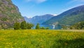 Norway - Yellow flowers growing on a meadow in the mountains with a fjord view Royalty Free Stock Photo