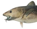 Norwegian atlantic cod fish illustration