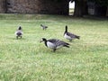 Norwegian black gray ducks on green field