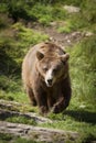 Walking Brown Bear Royalty Free Stock Photo