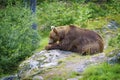 Big Brown Bear Eating Fish Royalty Free Stock Photo