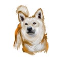 Norwegian buhund puppy from Scandinavia, portrait digital art