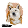 Norwegian buhund puppy from Scandinavia, portrait digital art