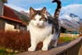 Norwegian cat